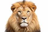 Fototapeta Na sufit - Portrait of a Male adult lion looking at the camera, Panthera leo, isolated on white : Generative AI
