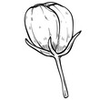 pistil flower handdrawn illustration 