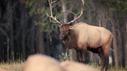 Wall Mural - Bull elk during the rut in the Canadian Rockies