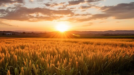 Wall Mural - A stunning sunrise over a field of wheats, symbolizing the new beginnings and blessings