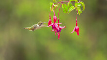 A Female Volcano Hummingbird Feeding On Fuchsia Flowers In Costa Rica