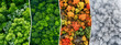 Top view of forest in four seasons - arrow banner collage