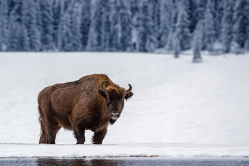 Canvas Print - European bison (Bison bonasus) in natural habitat