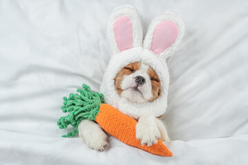 Poster - Cavalier King Charles Spaniel puppy wearing easter rabbits ears sleeps with knitted carrot on a bed under warm white blanket at home