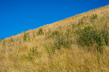 Wall Mural - Dry grass and stinging needles on a large slope in summer sun.