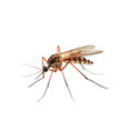 Mosquito isolated on transparent background,transparency 