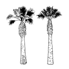 .Set of two different palm trees. Vector elements of exotic nature on a white background. Realistic sketch.