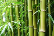 Detail Of A Thick Stand Of Bamboo Stalks