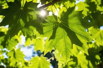 Poster - shot of sunlight piercing through lush grape leaves