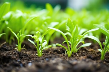 Poster - close-up shot of young tea sprouts