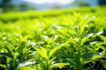 Poster - close-up of tea flowers blooming amongst the leaves