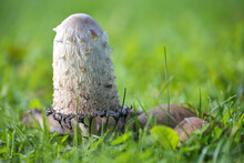Shaggy Ink Cap Mushroom (Coprinus Comatus) Growing In A Green Lawn, The Gills Beneath The White Cap Start To Turn Black And Deliquesce Into A Liquid Filled With Spores, Copy Space