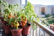 potted tomatoes ripening on a balcony in a multistorey building