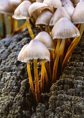 close-up of wild mushrooms growing out of a decaying tree stump in a lush natural forest