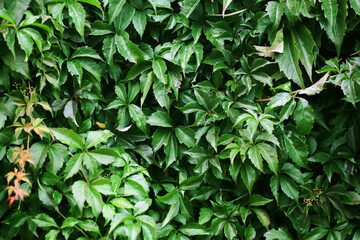 Canvas Print - Leaf background. Climber plant pattern. Creeper plant texture. Gedge bush background. Natural summer wall. Home outdoor decoration. Green leaves texture.