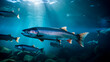 Atlantic Salmon under water. Concept of fishing for Salmon or fish farming. Shallow field of view with copy