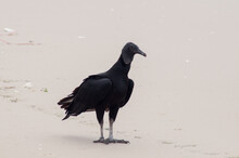 Vulture On The Beach