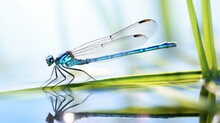  A Blue Dragonfly Sitting On Top Of A Green Leaf.  Generative Ai