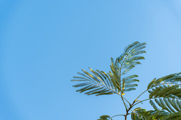 Subtle patterns of acacia leaves against a blue sky. Subtle patterns of acacia leaves against a blue sky. Backgrounds, copy space. High quality photo