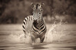 Zebra in the water - Generative AI