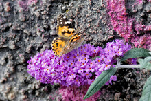 Painted Lady (Vanessa Cardui) Butterfly Perched On Summer Lilac In Zurich, Switzerland