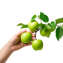 Close Up Shot Of Female Hand Picking Green Apple From Tree Branch Over White Transparent Backdrop