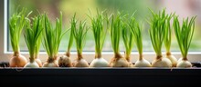 On Windowsill Indoor Gardening Growing Spring Onions In Flower Pot Fresh Sprouts Of Green Onion