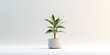 A potted plant on a pure white background with nothing but plants