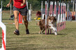 Border collie dog breed tackles slalom obstacle in dog agility competition. Stimulated by the owner.
