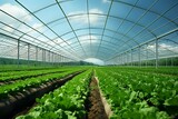 Fototapeta  - Greenhouse organic farming: a realistic depiction of a lush landscape. Generative AI