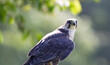 close up of falcon in forest