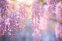 Blooming Violet Wisteria Sinensis. Beautiful Floral Background