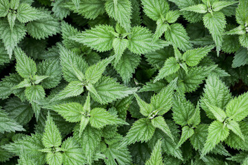 Wall Mural - Wild growing nettle background. Green herb texture. Medicinal healthy leaves. Nettle leaf. Vibrant color outdoor garden pattern. Healthy herbal tea plant.