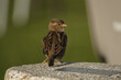 © ARSfotografia - Pajaro relajado a la luz del sol