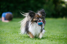 A Young Girl Plays Fetch With Her Papillon Dog; Victoria, Vancouver Island, British Columbia, Canada