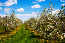 Blossoming Apple Trees In An Orchard In Springtime; Farnham, Quebec, Canada
