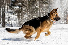 German Shepherd Dog (Canis Lupus Familiaris) Running And Playing In The Snow; Saint Mathieu Du Parc, Quebec, Canada