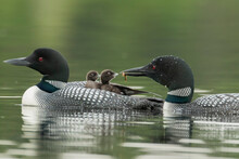 Common Loon (Gavia Immer), An Adult Loon Carries Two Babies On His Back When The Other Adult Feeds On Of Them With A Damselfly Larva, La Mauricie National Park; Quebec, Canada