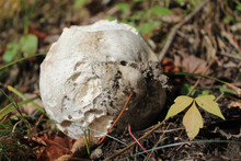 Aged Giant Puffball Fungus In Autumn In Douglas, Michigan