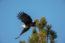 A Majestic Bald Eagle (Haliaeetus Leucocephalus) Flies Off From A Tree Top On A Clear Day In North Idaho; Coeur D'Alene, Idaho, United States Of America