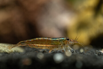 Canvas Print - Japonica shrimp underwater in an aquarium.