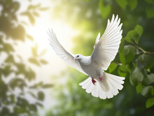 Peace Illustrated By White Dove. Green Branch. Peace Concept.