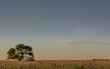 Un solitario árbol de caldén en el horizonte extenso de la provincia de La Pampa, Argentina