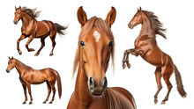 Horse Different Shot Set Isolated On Transparent Background
