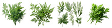 Artemisia  Herbs And Leaves Hyperrealistic Highly Detailed Isolated On Transparent Background Png File