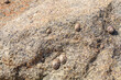 Napfschnecken (Patellidae) auf einen Felsen