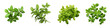 Oregano  Herbs And Leaves Hyperrealistic Highly Detailed Isolated On Transparent Background Png File