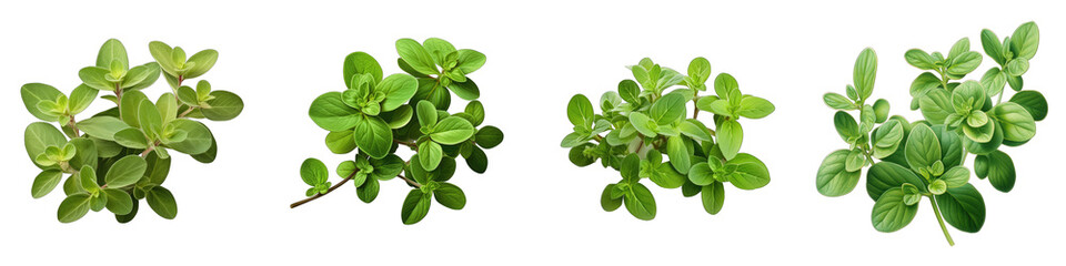 Wall Mural - Sweet Marjoram  Herbs And Leaves Hyperrealistic Highly Detailed Isolated On Transparent Background Png File