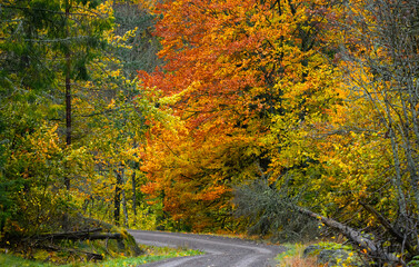  An autumn colored gravel road