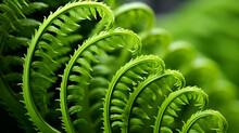 Close Up Of A Green Fern Fronds